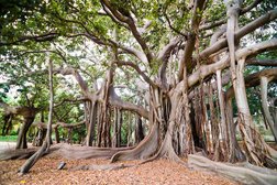 Il Grande Albero della Marina (Ficus Macrophylla)